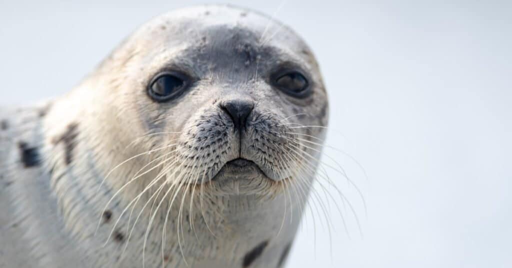 Un primo piano di una foca ad arpa con lunghi baffi, occhi scuri e un naso a forma di cuore.  L'animale ha un mantello grigio con macchie scure.