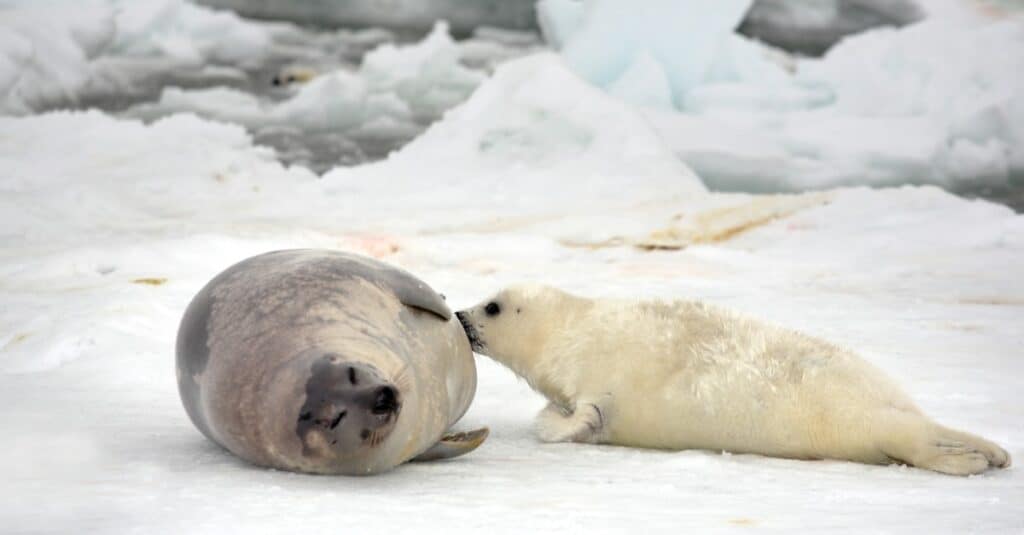 Una mucca di foca della Groenlandia e un cucciolo appena nato
