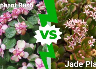 Elephant Bush vs Jade Plant: quali sono le differenze?
