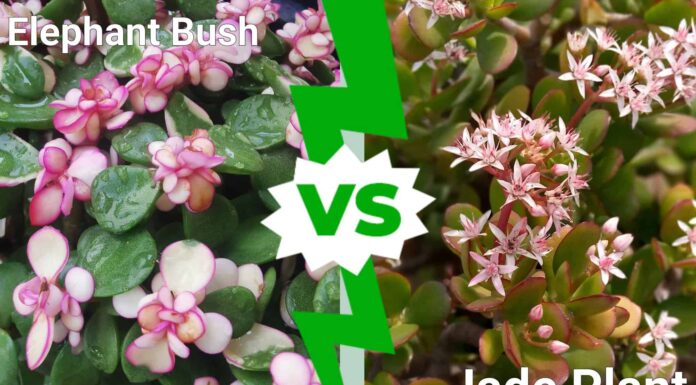 Elephant Bush vs Jade Plant: quali sono le differenze?
