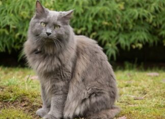 Nebelung
