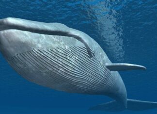 What do blue whales eat
