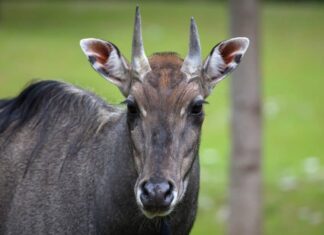 Nilgai
