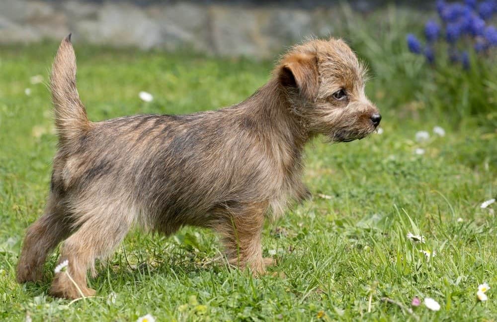 Cucciolo Norfolk Terrier in piedi nell'erba