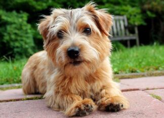 Norfolk terrier
