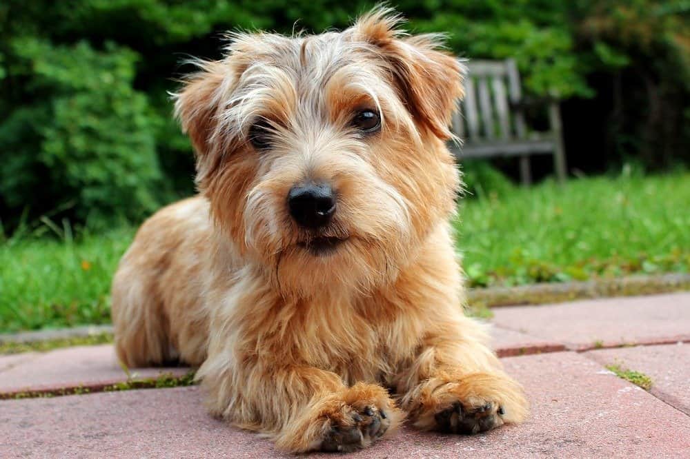 Norfolk terrier sdraiato sul sentiero