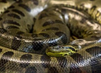 4 serpenti che possono mangiare un essere umano
