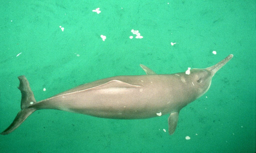 Delfino di fiume cinese