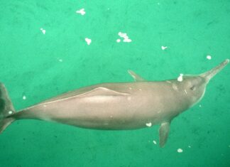 Extinct Animals: Yangtze River Dolphin