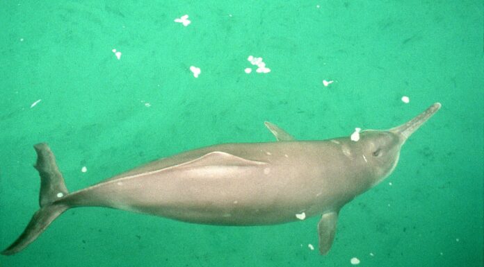 Extinct Animals: Yangtze River Dolphin