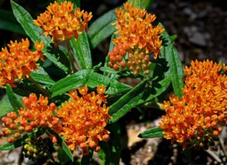 Butterfly Weed vs Milkweed