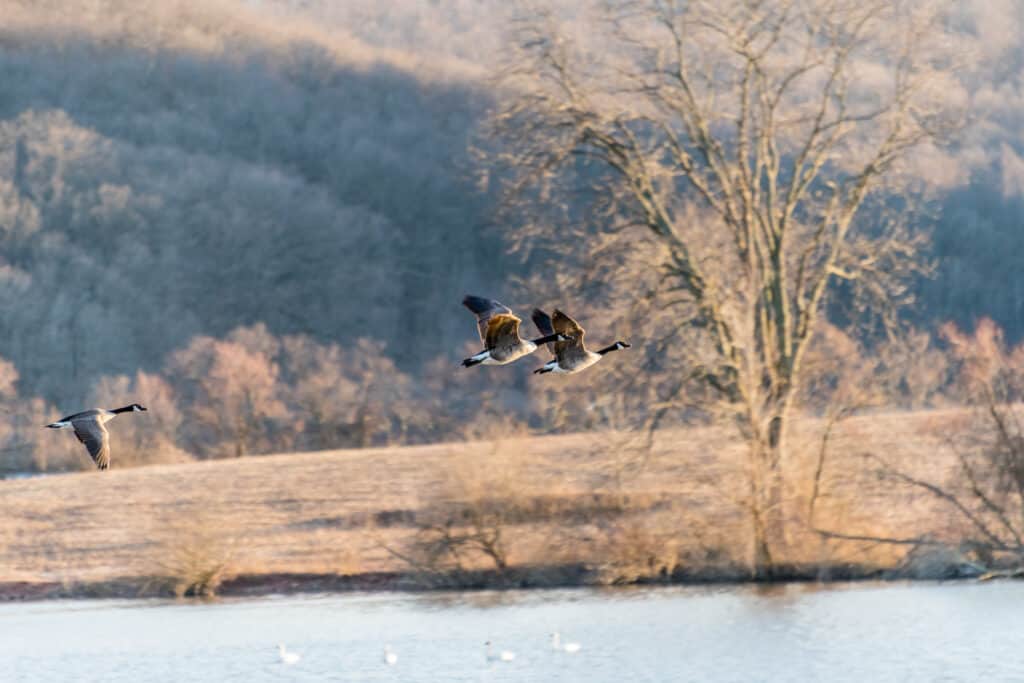 Le oche volano nella Middle Creek Wildlife Management Area in Pennsylvania