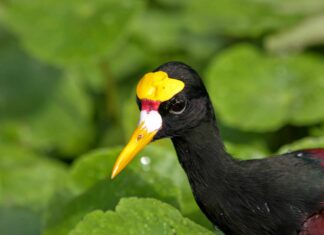 Jacana settentrionale
