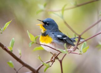 Parula settentrionale
