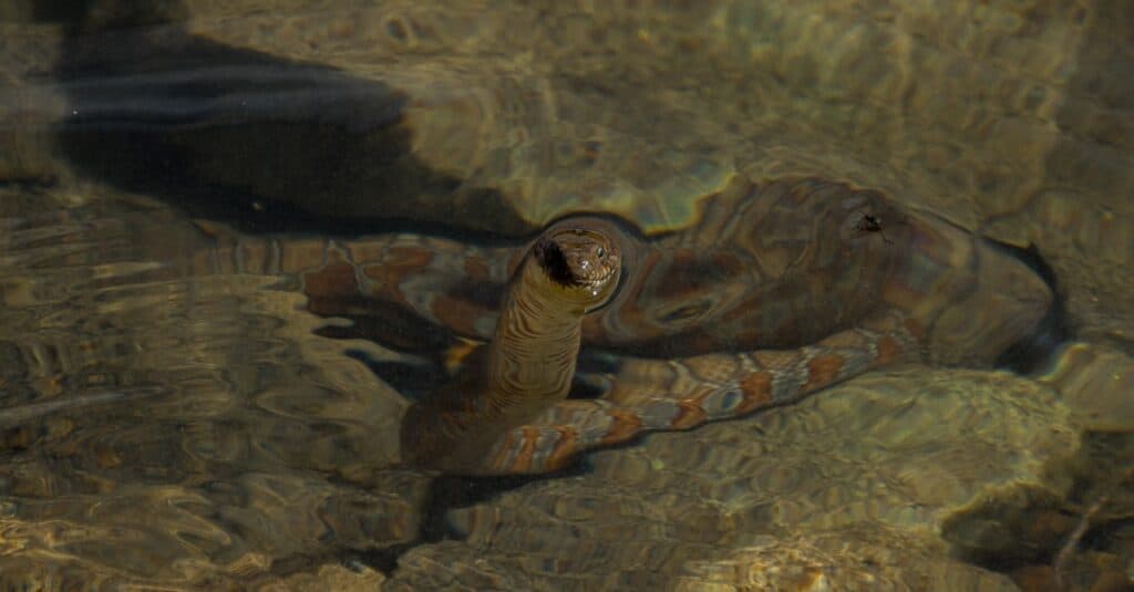 serpente d'acqua settentrionale in acqua