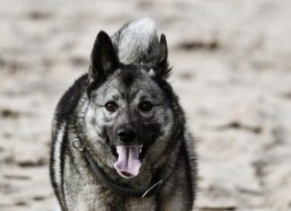 Elkhound norvegese
