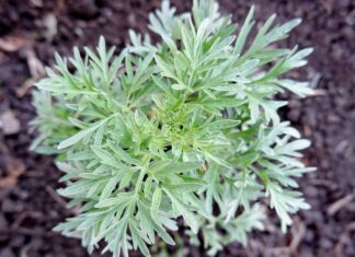 Mugwort vs Wormwood