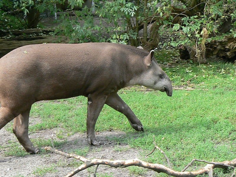 Tapiro sudamericano sull'erba
