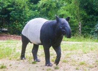 10 incredibili fatti sul tapiro
