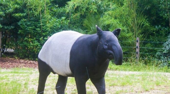 10 incredibili fatti sul tapiro
