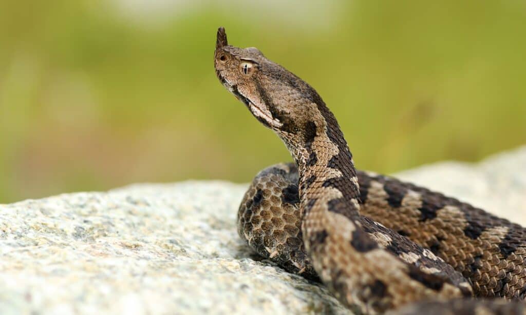 Un aggressivo maschio vipera cornuta su una roccia ( Vipera ammodytes ).  I maschi hanno uno sfondo di squame grigie o marroni con un motivo a zigzag marrone scuro o neri che scendono lungo la schiena.