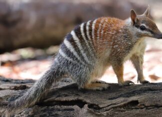 10 incredibili fatti numbat
