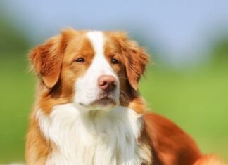 Nova Scotia Duck Tolling Retriever
