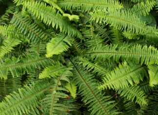 Kimberly Queen Fern vs Boston Fern