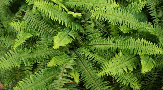 Kimberly Queen Fern vs Boston Fern