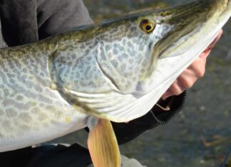 tiger trout