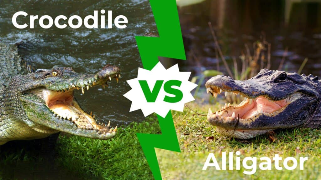 Coccodrillo contro alligatore