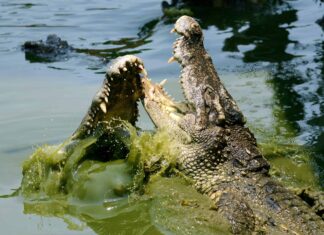 Scopri l'unico posto sulla Terra in cui coesistono coccodrilli e alligatori
