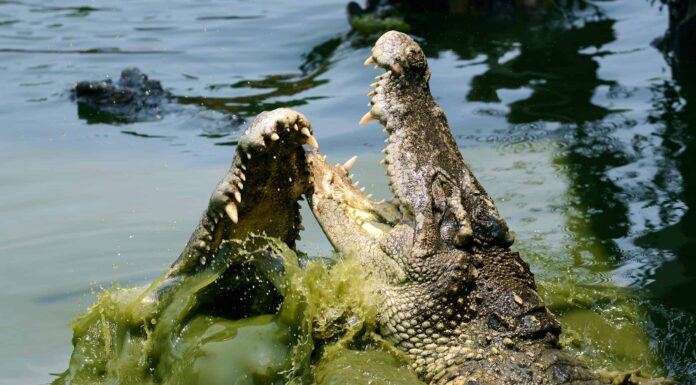Scopri l'unico posto sulla Terra in cui coesistono coccodrilli e alligatori
