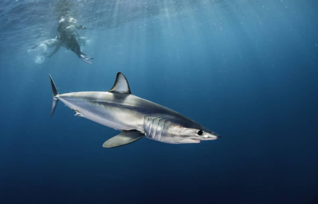 Un subacqueo che nuota con uno squalo mako.  Questi squali sono predatori aggressivi e dovrebbero essere evitati se possibile.