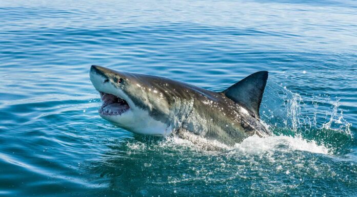 Una ricerca scioccante: ogni anno più persone vengono morse dai newyorkesi rispetto agli squali
