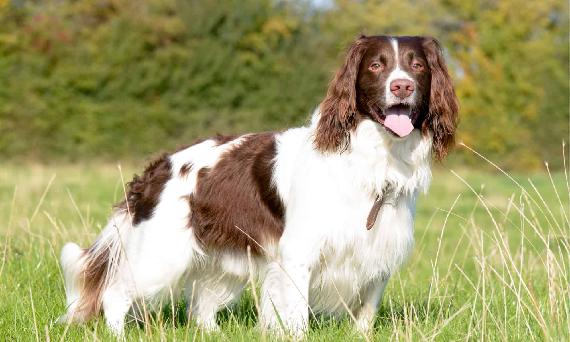 Springer spaniel inglese