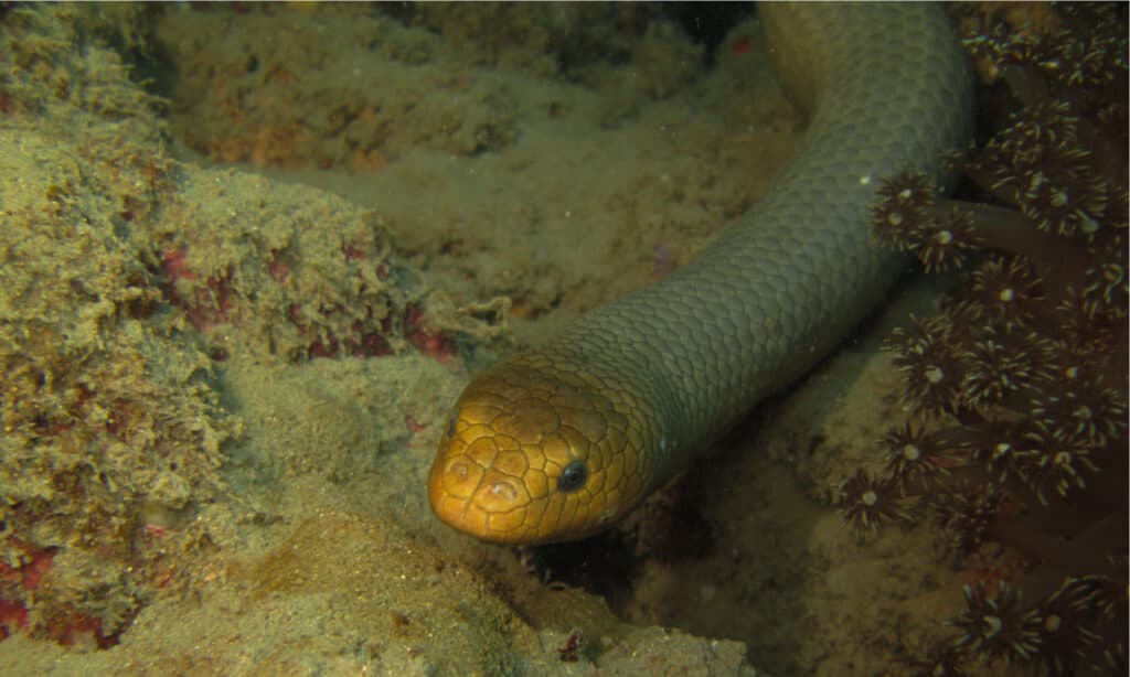Il serpente marino olivastro ha speciali valvole nel naso per tenere fuori l'acqua mentre nuota.
