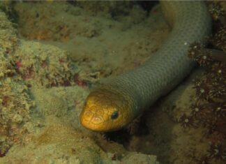 The Olive sea snake uses its tail like a paddle to propel it through the water in the coral reef biome.