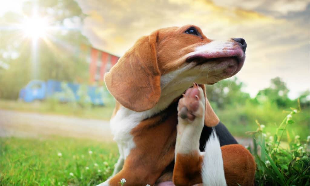 Un beagle che si gratta sotto il mento con la zampa posteriore