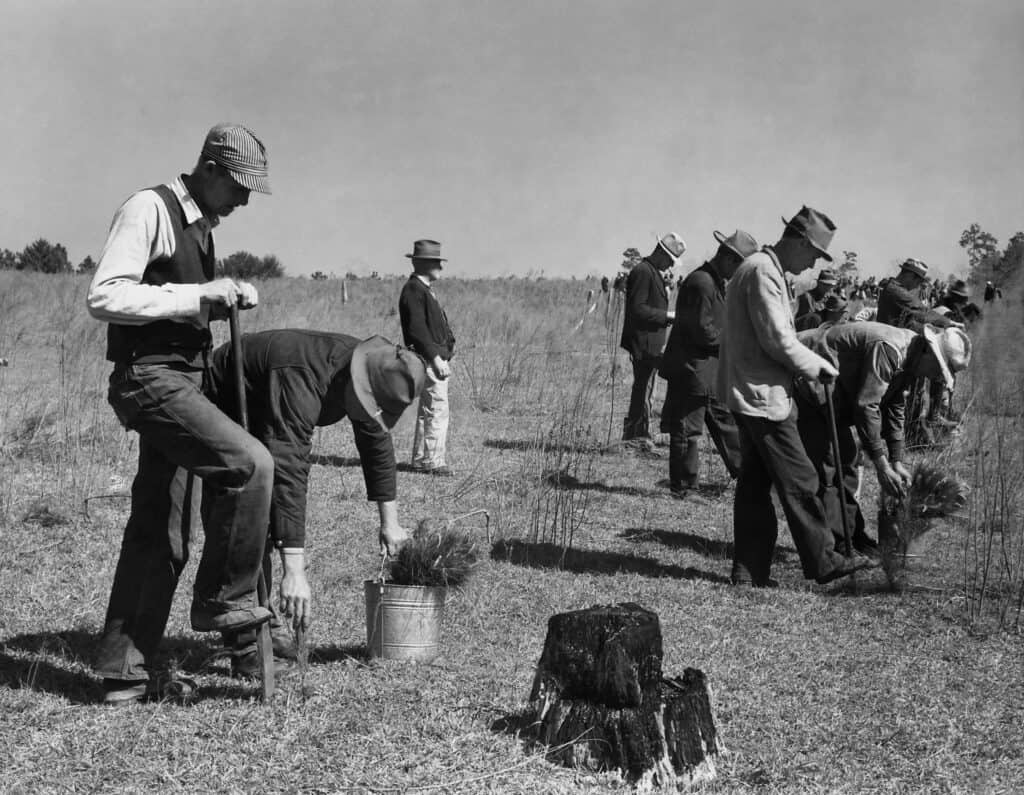 CCC al lavoro per piantare alberi