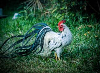 Pollo Onagadori
