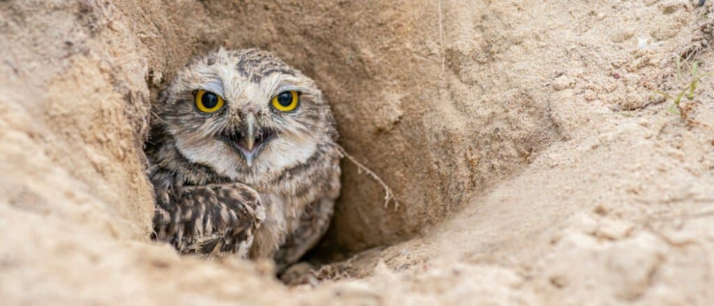 animali che muoiono - Burrowing Owl