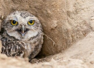 Burrowing Owl and her prey, the green snake.