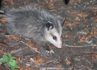 Opossum
