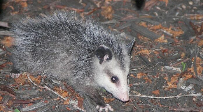 Opossum
