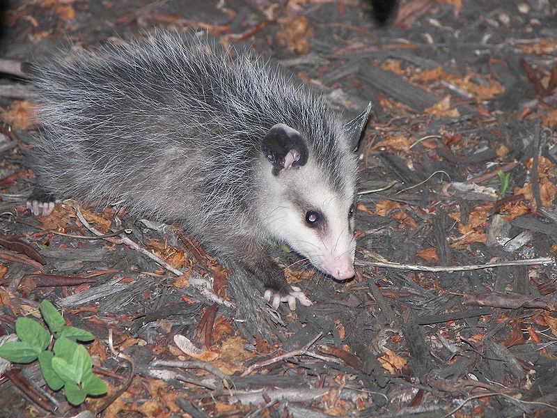 Giovane opossum in cerca di cibo