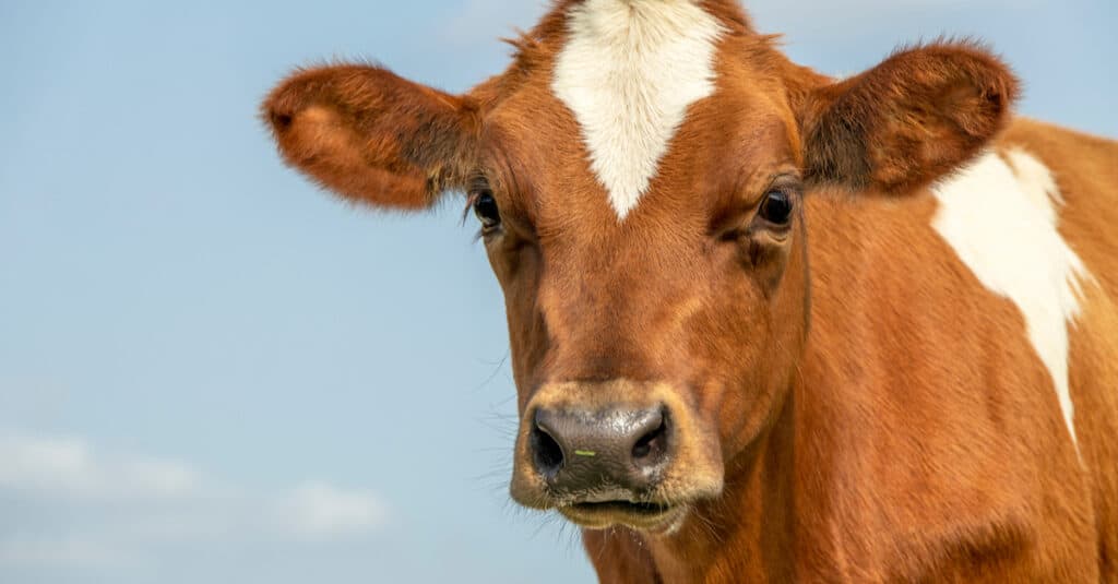 Mucca vs giovenca - Testa di vitello