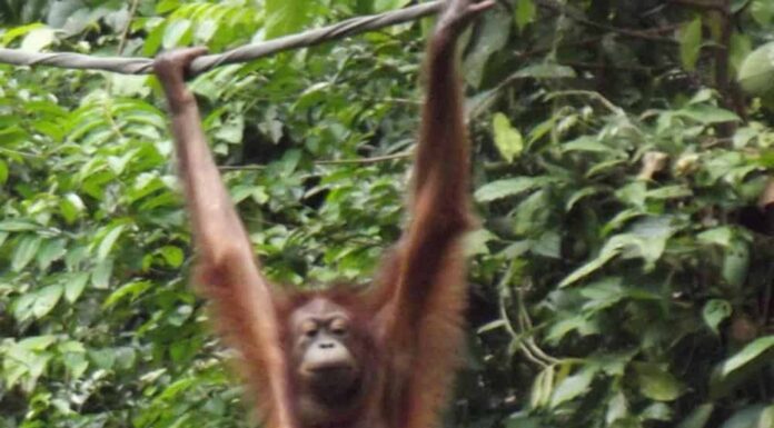 Orangutan
