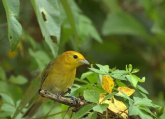 Tanager arancione (Tanager dalla testa arancione)
