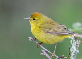 Trillo dalla corona d'arancio
